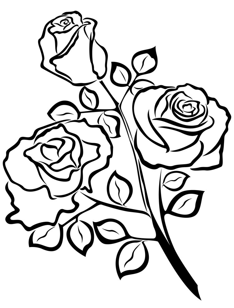 rose outline