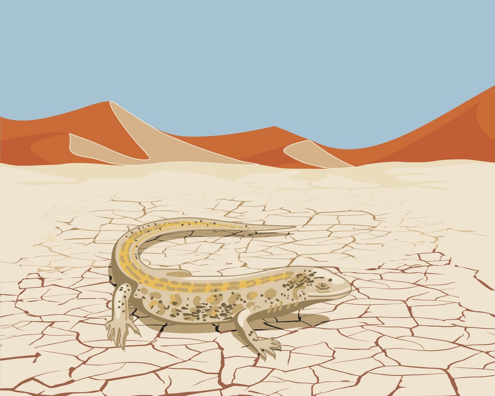 sand lizard in desert