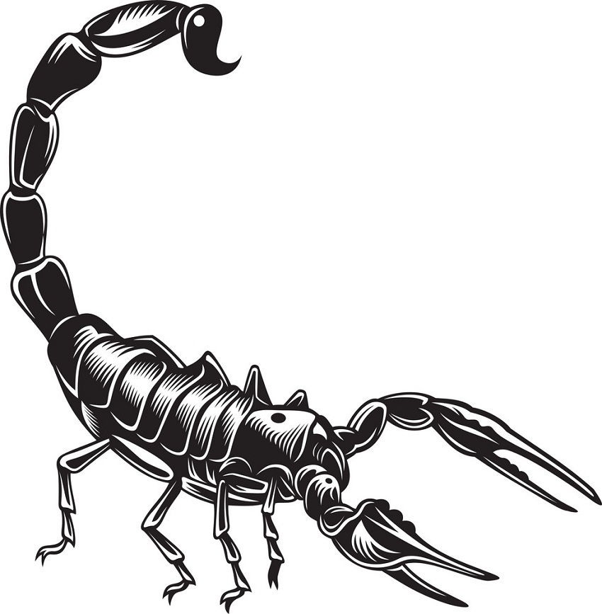 scorpion art