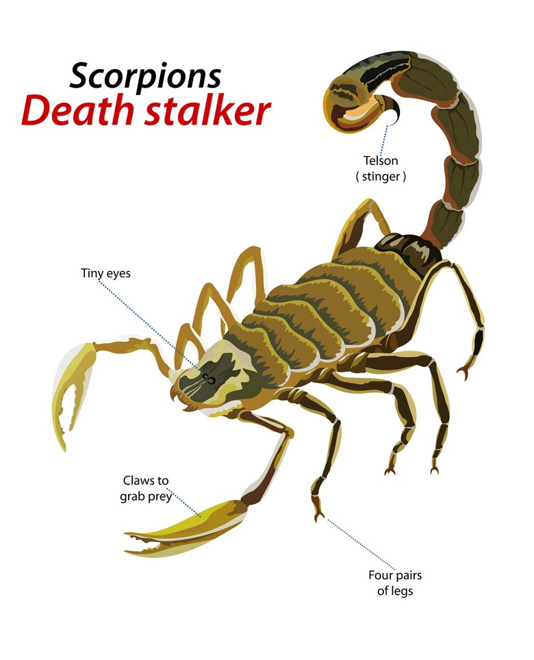 scorpion death stalker