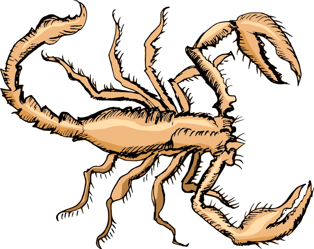 scorpion sketch