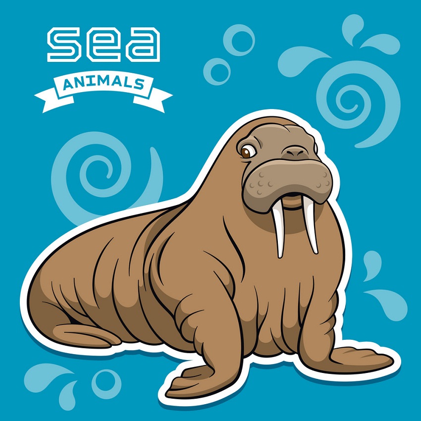 sea animal walrus