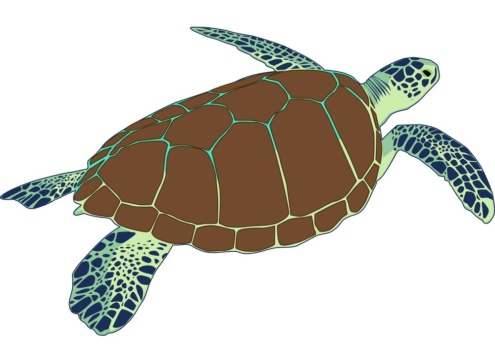 sea turtle 1