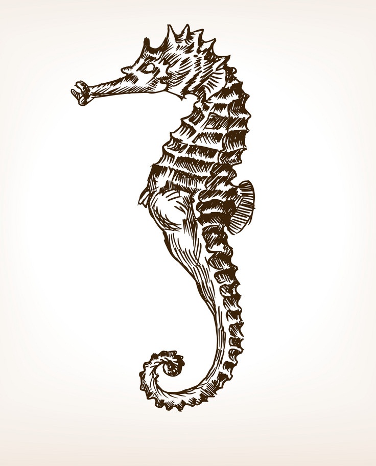 seahorse hand drawn