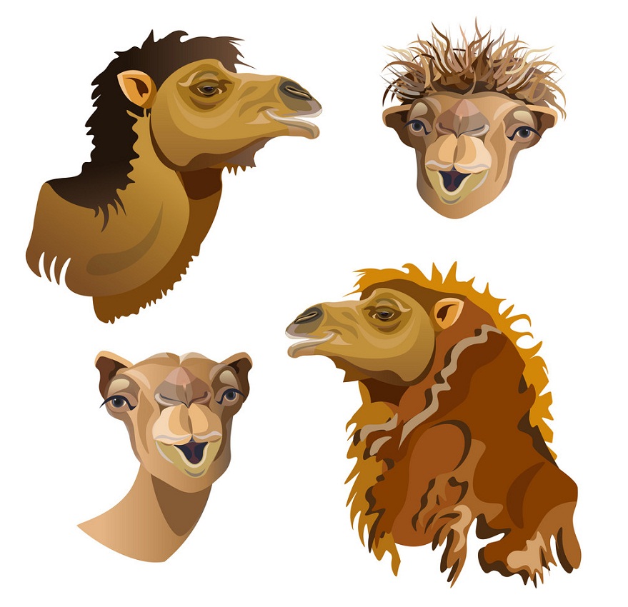 set of camel heads