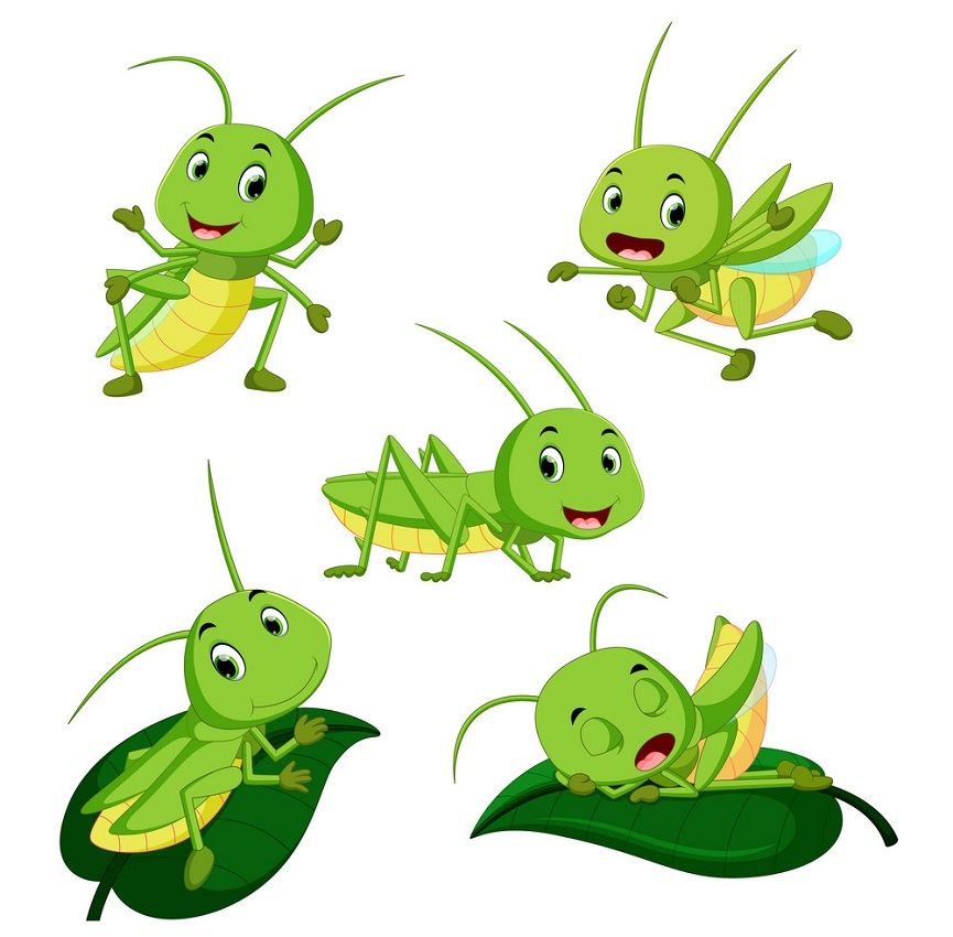 set of cute grasshoppers