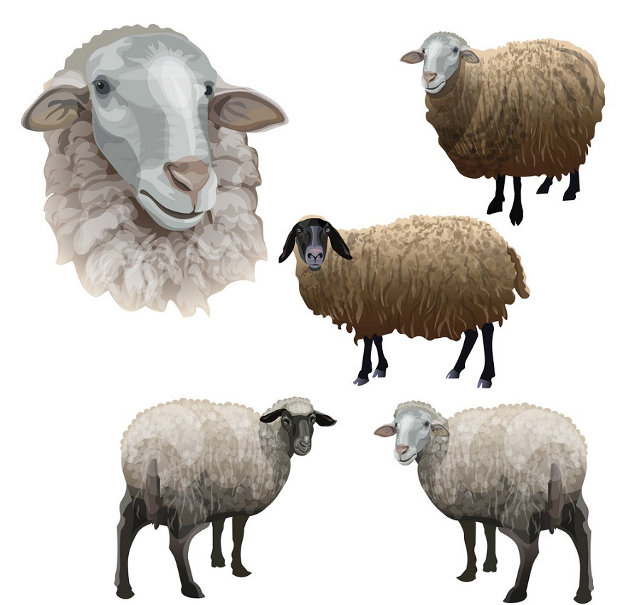 set of farm sheeps