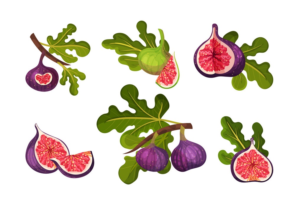 set of figs fruits