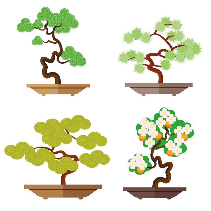set of four bonsai trees