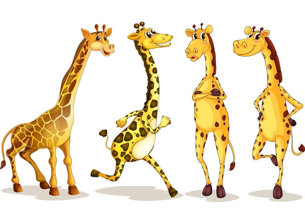 set of giraffes