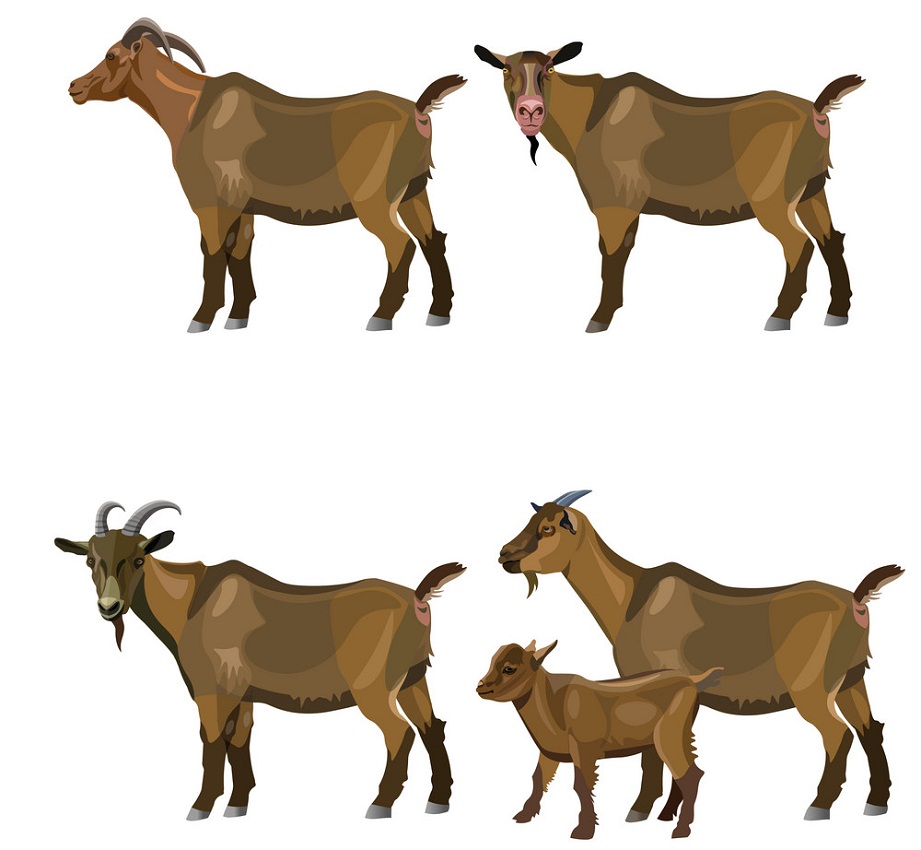 set of goats