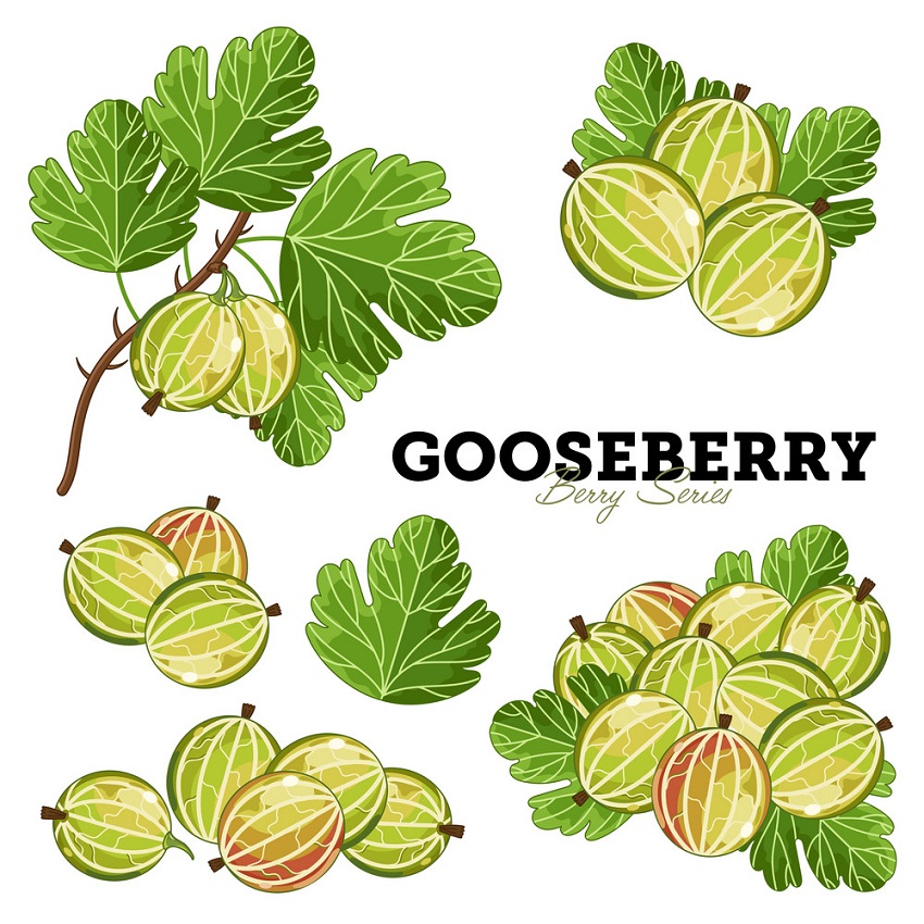 set of gooseberries