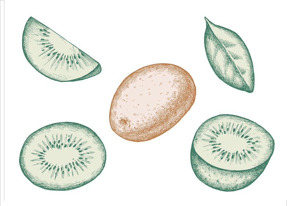 set of hand drawn kiwi fruits