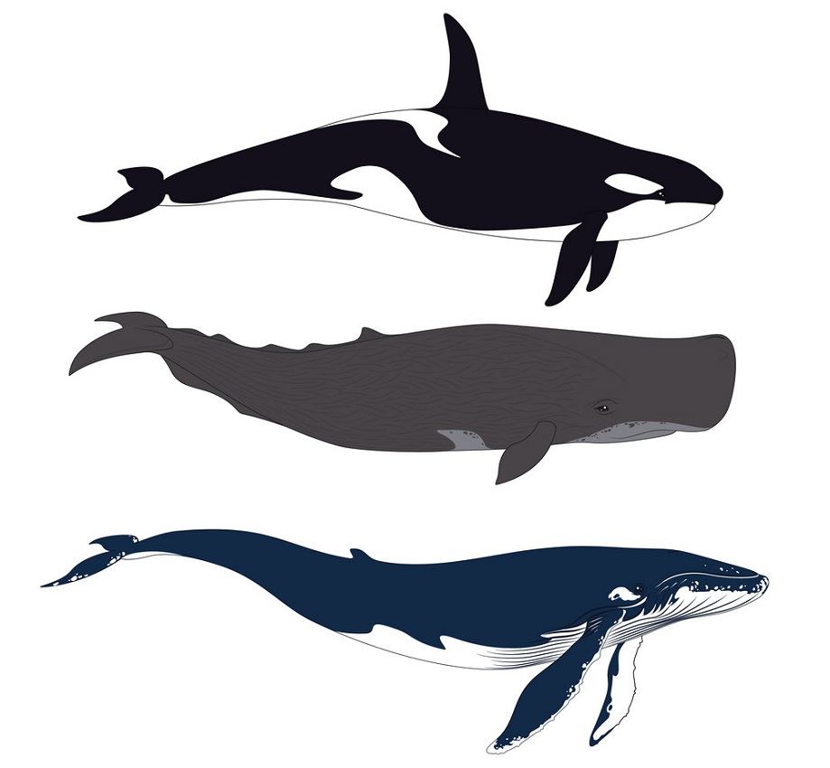 set of realistic whales