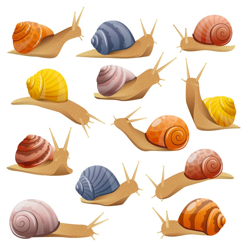 set of snails