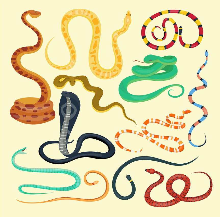 set of snakes