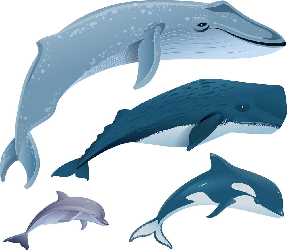 set of whales