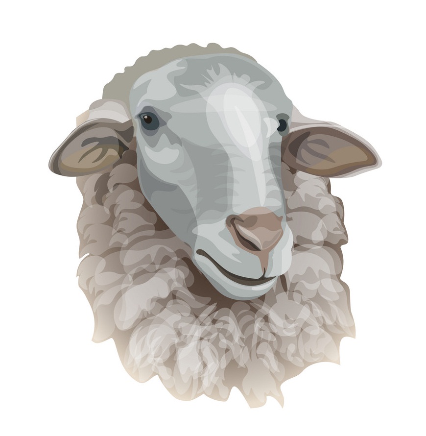 sheep head portrait