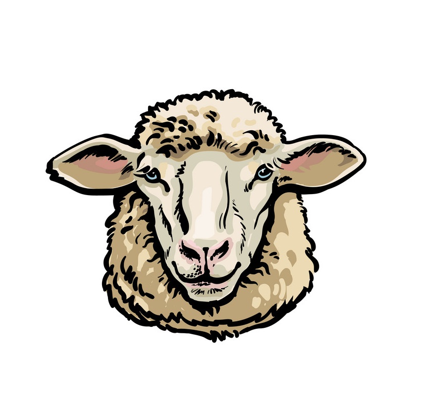 sheep head sketch