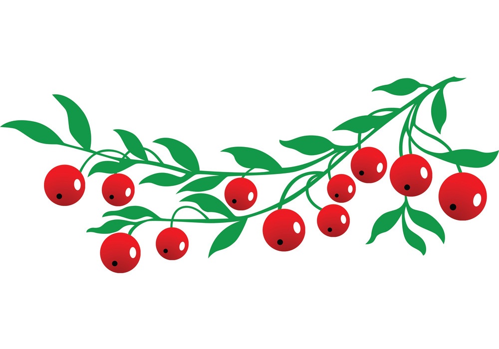 simple cranberries branch with leaves