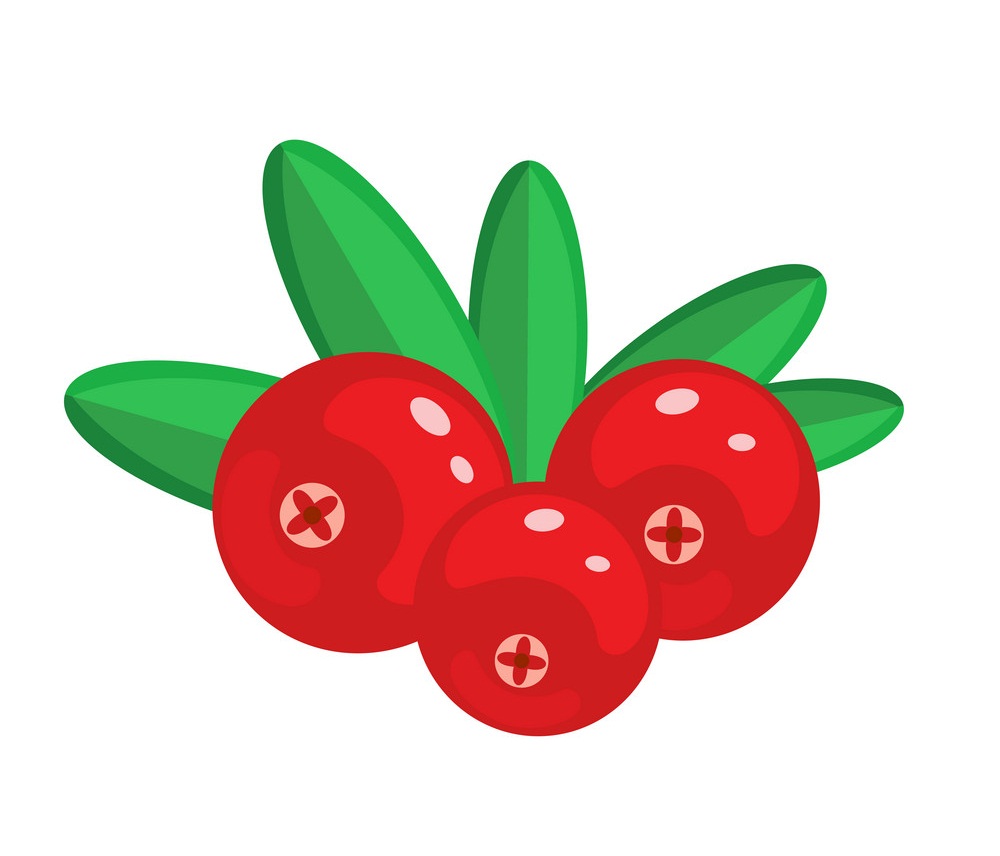 simple cranberry fruit icon