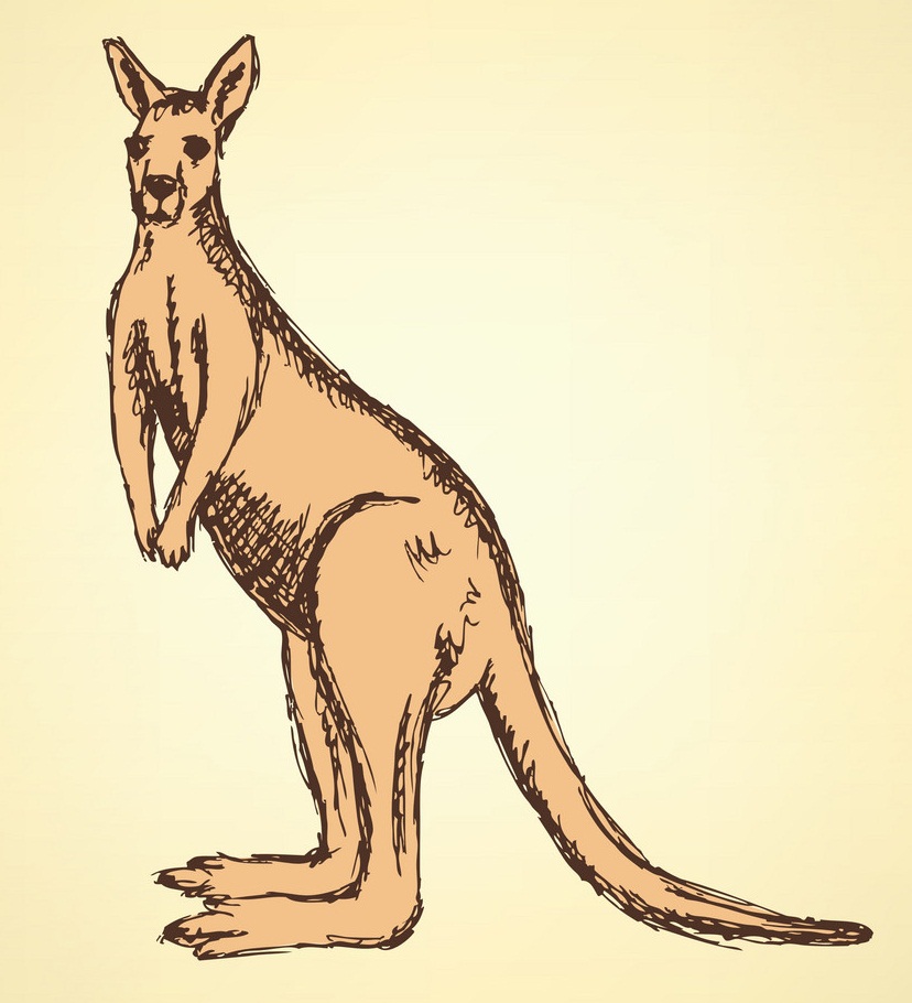 sketch australian kangaroo