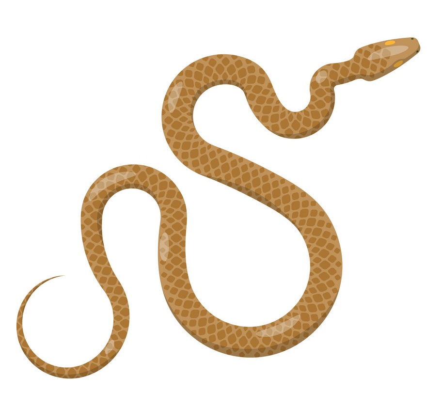 slither brown python