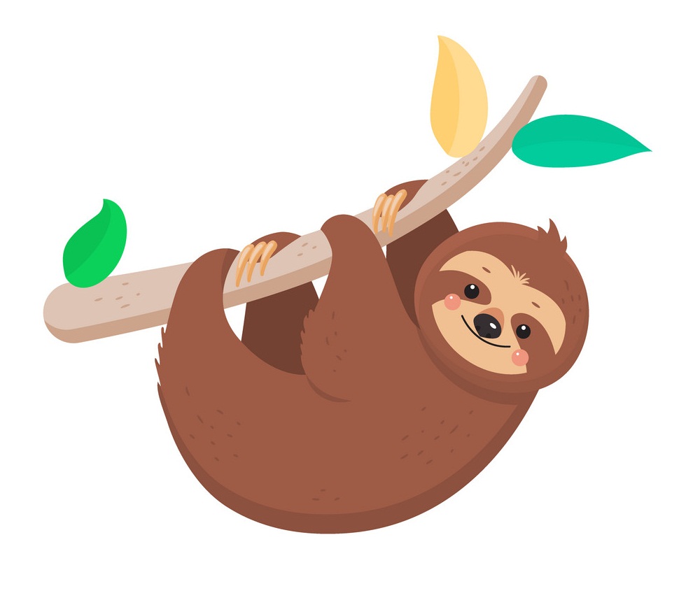 sloth on a branch
