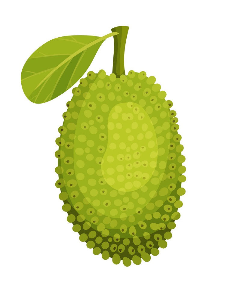small jackfruit