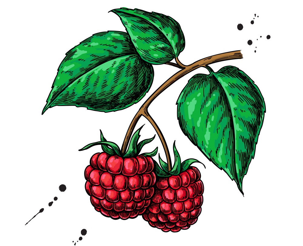 small raspberries branch