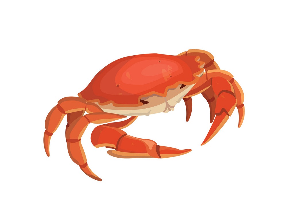 small realistic crab