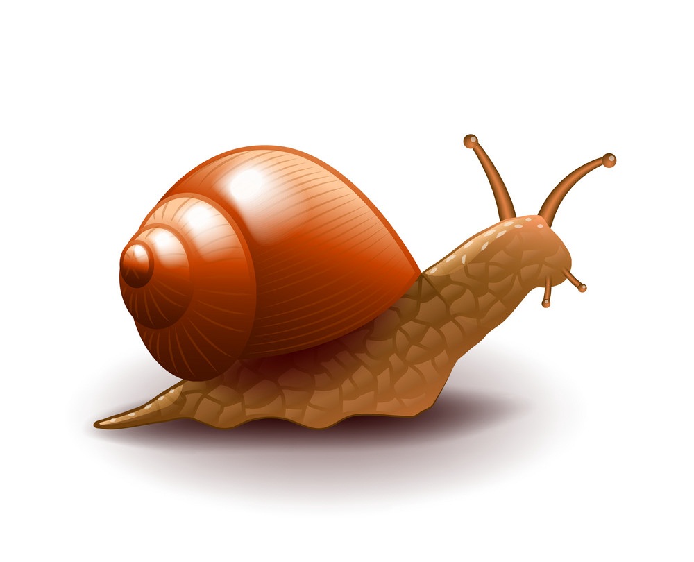 snail 1