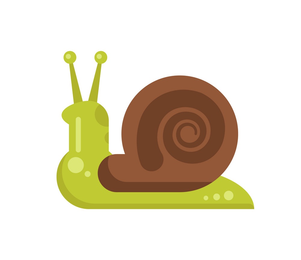 snail flat design