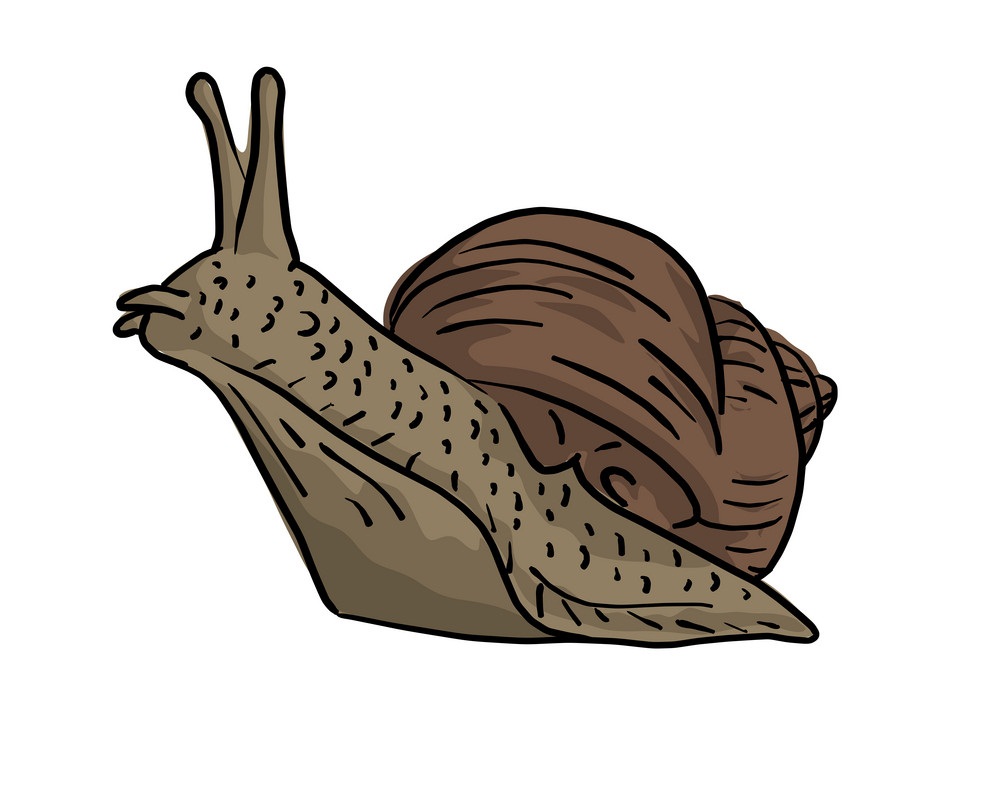 snail sketch