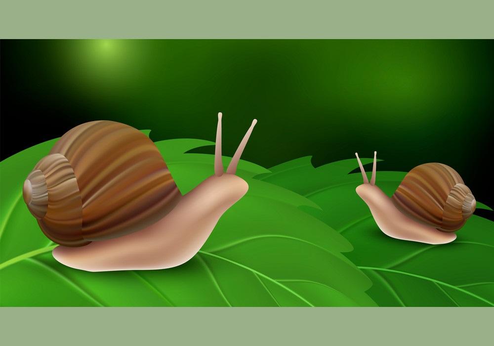 snails on leaves