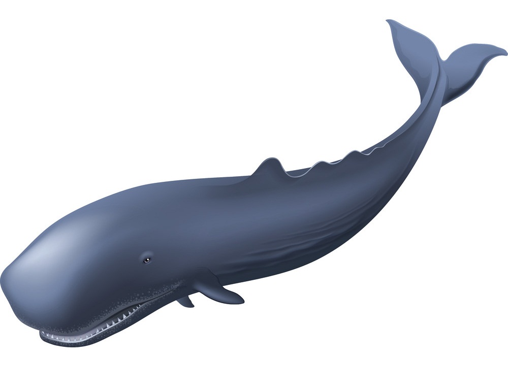 sperm whale 1
