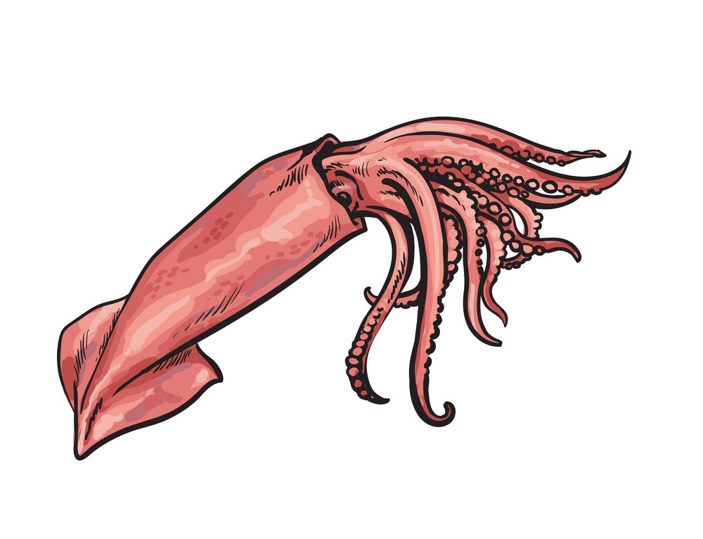 squid sketch