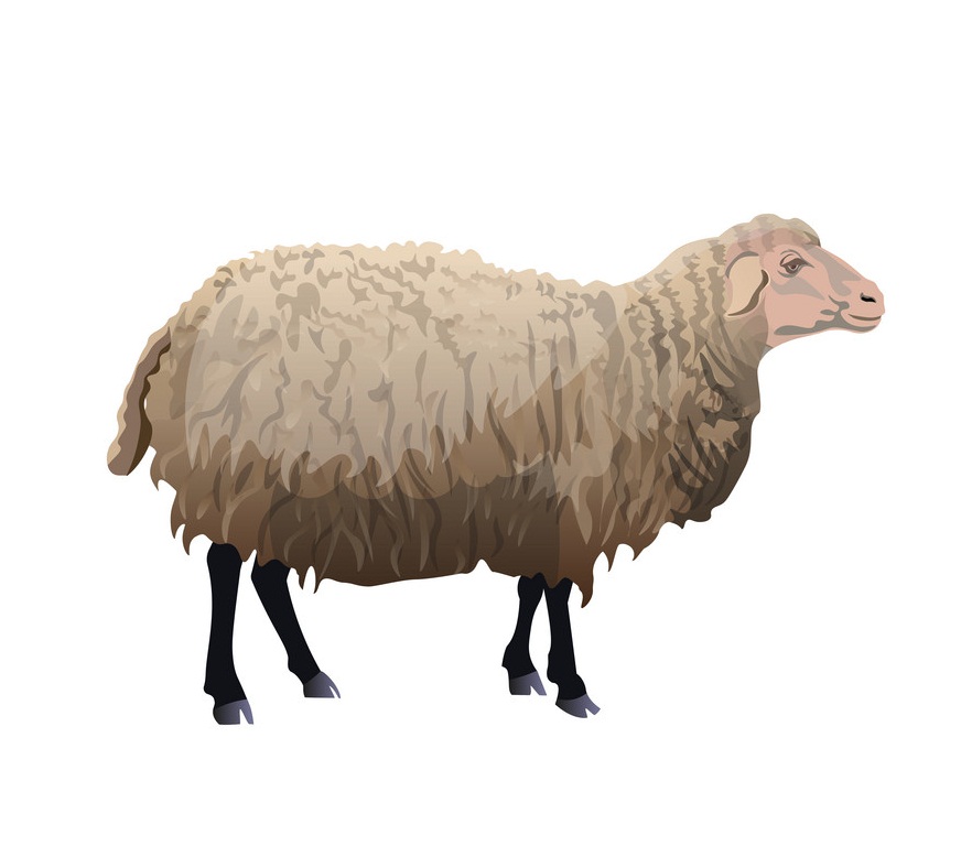 standing farm sheep