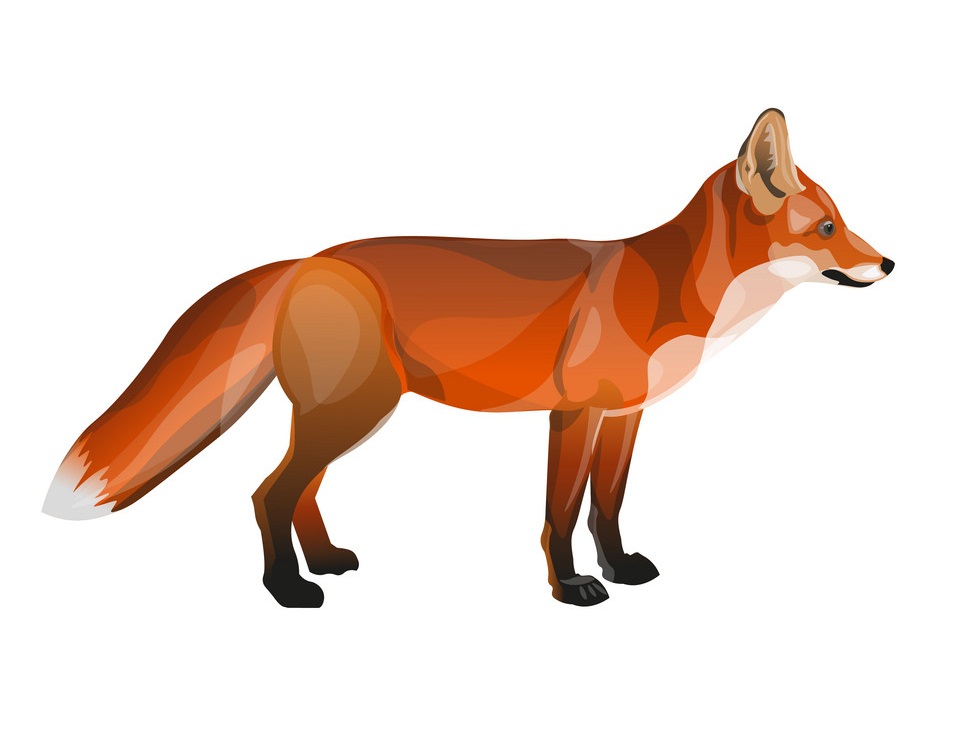 standing red fox