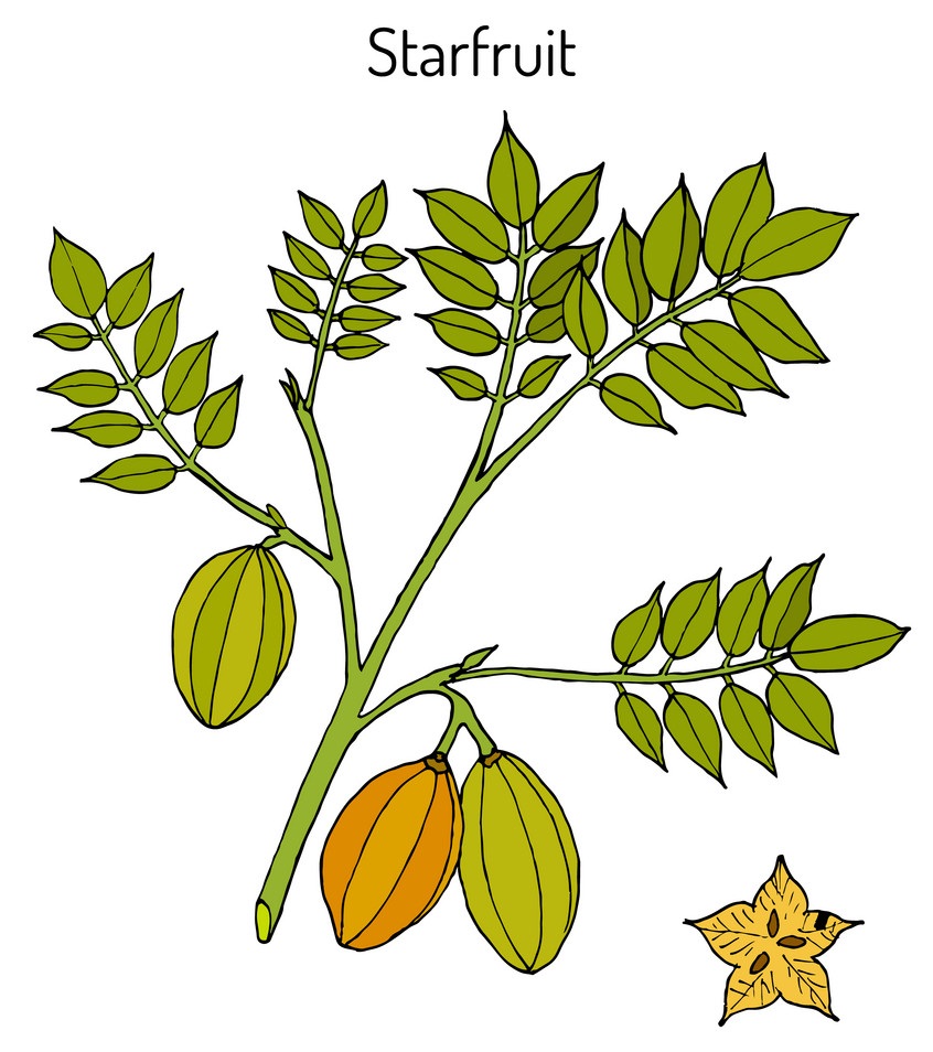 star fruits on a branch