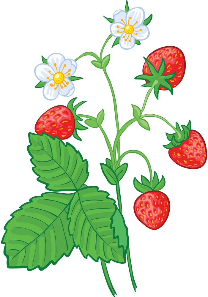 strawberry branch
