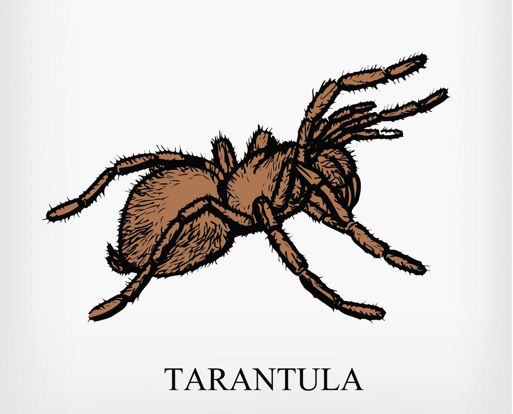 tarantula spider 1