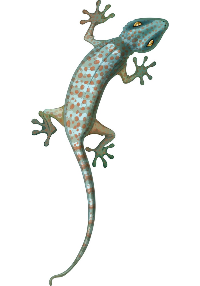 tokey gecko