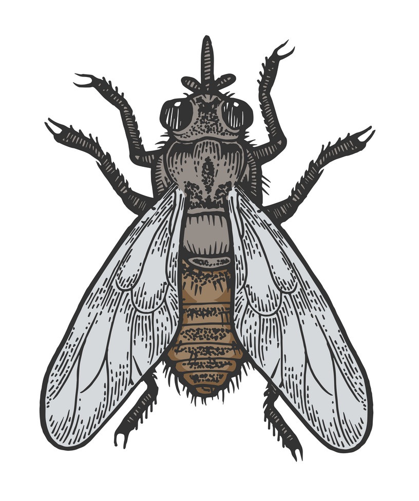 3d рисунок муха