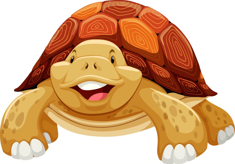 turtle smiling