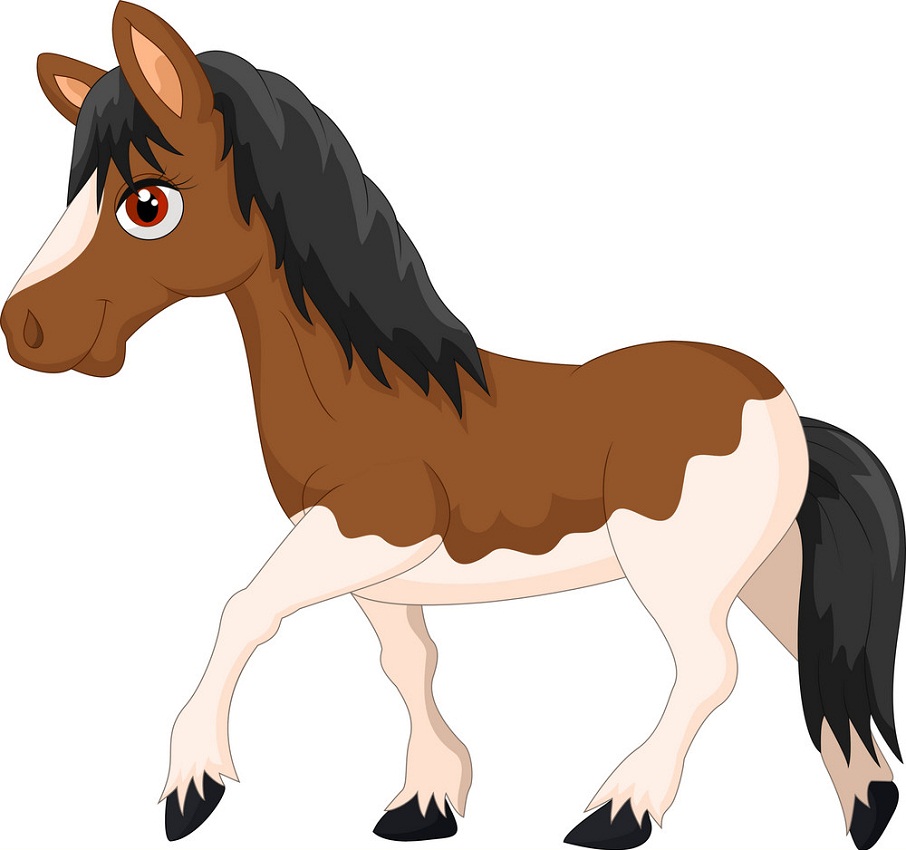two-colored horse