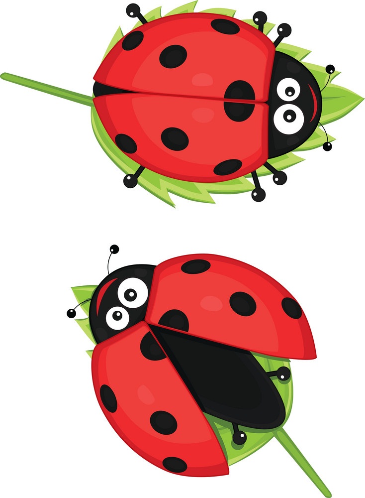two funny ladybugs