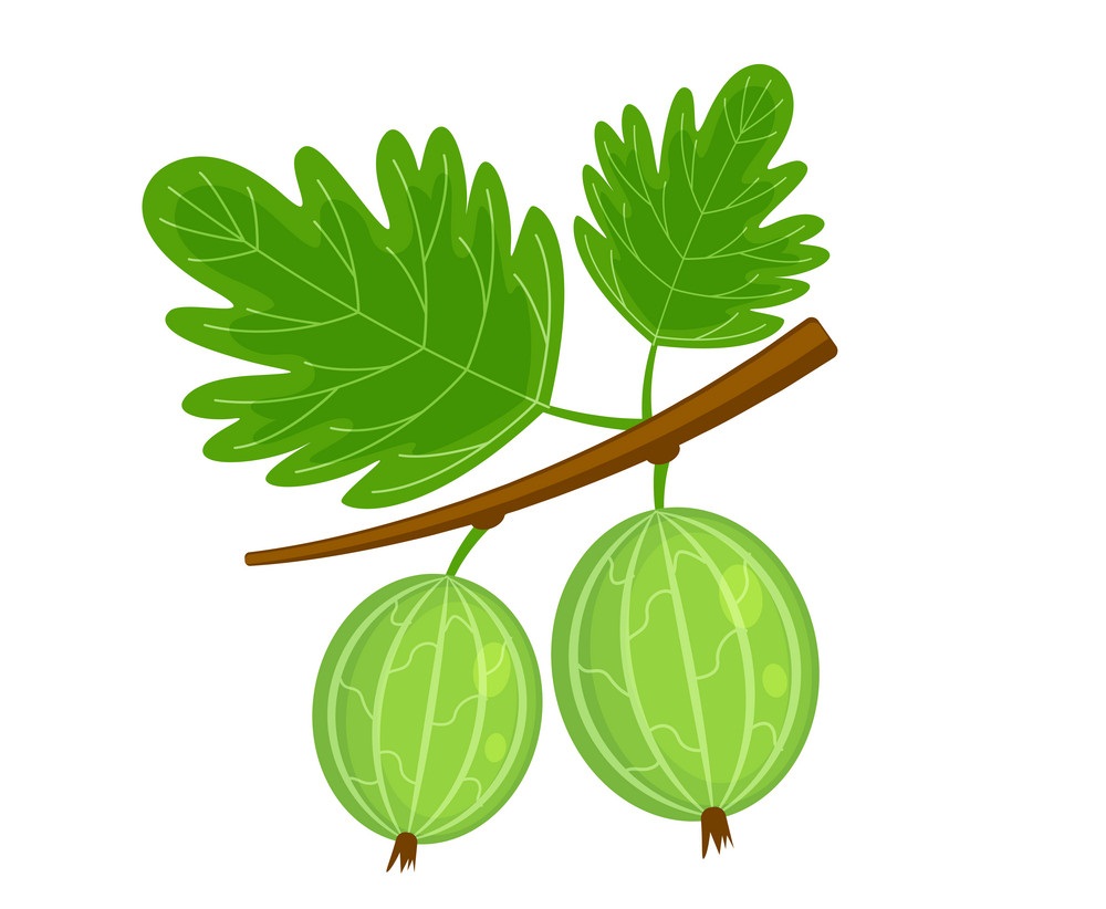 two gooseberries on a branch