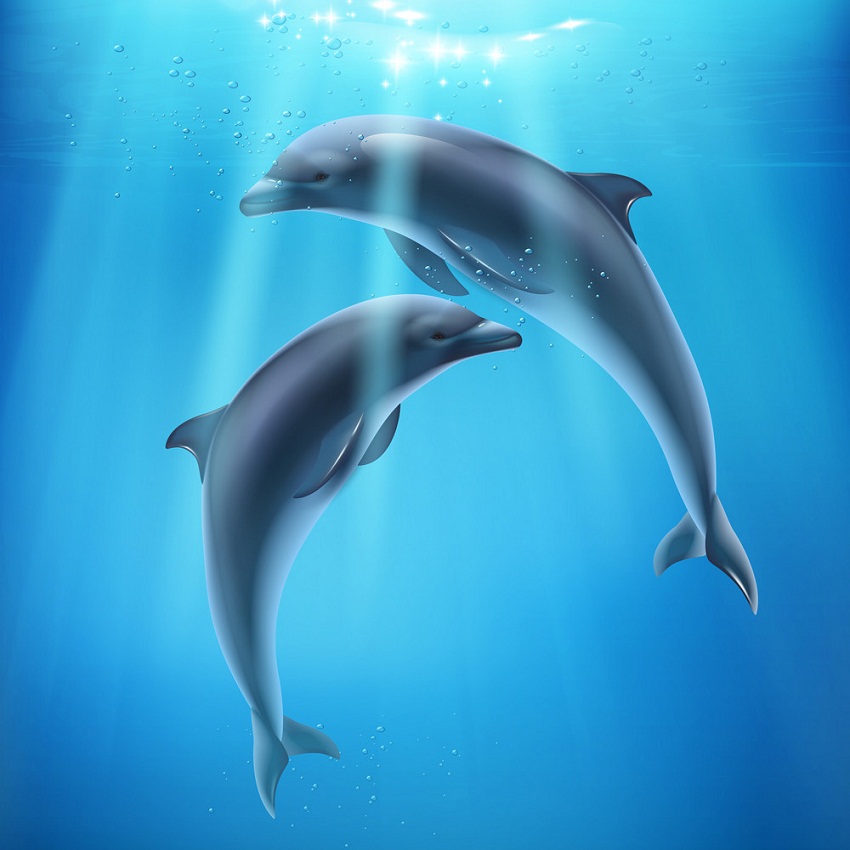two realistic dolphins under the ocean