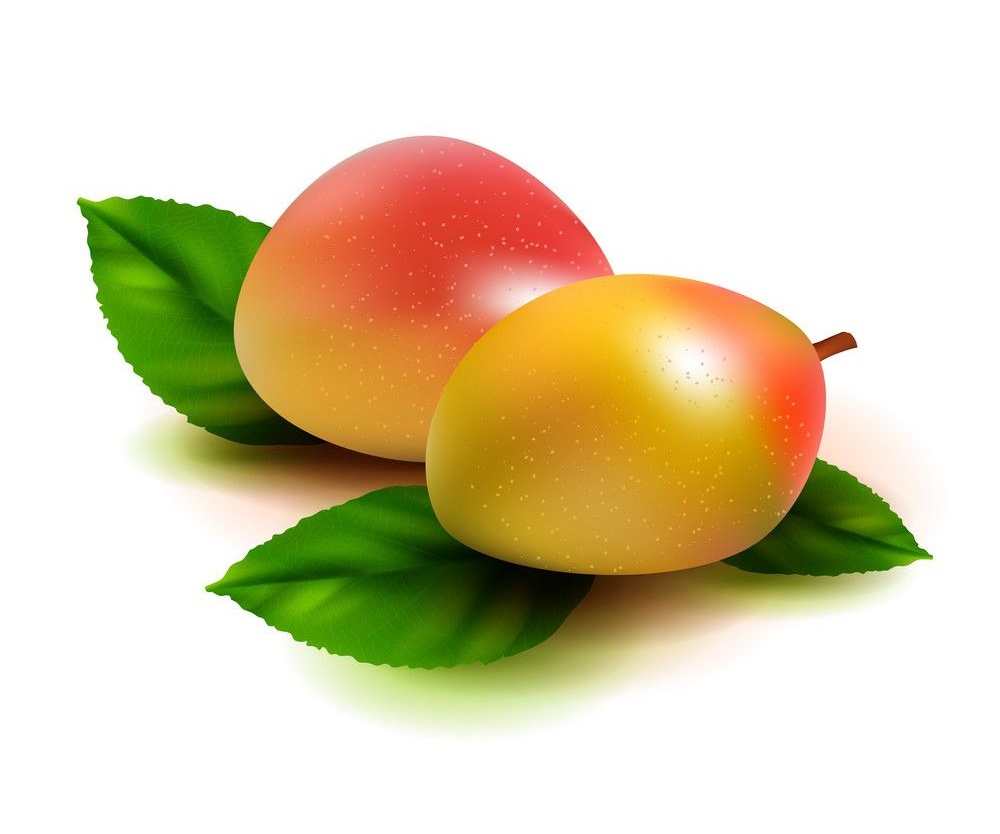 two realistic mangoes